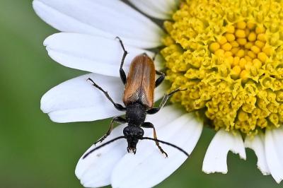 <i>Pseudovadonia livida</i>