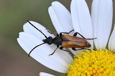 <i>Pseudovadonia livida</i>