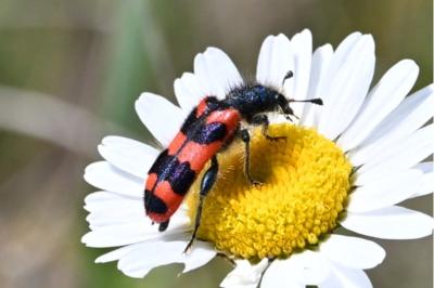 <i>Trichodes alvearius</i>