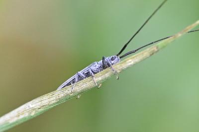 <i>Calamobius filum</i>