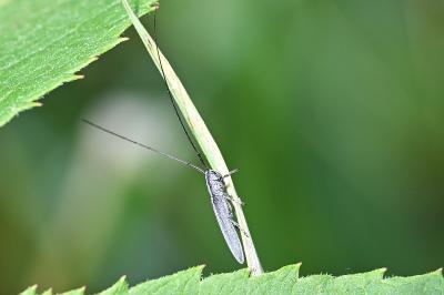 <i>Calamobius filum</i>