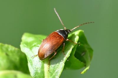 <i>Isomira murina</i>