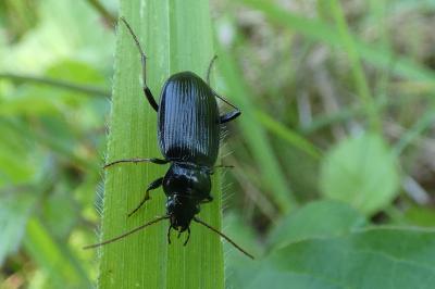 <i>Nebria salina</i>