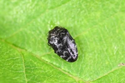 Trachys minutus