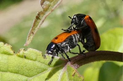 <i>Clytra laeviuscula</i>