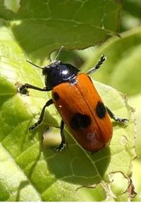 <i>Clytra laeviuscula</i>