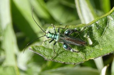 <i>Oedemera nobilis</i>