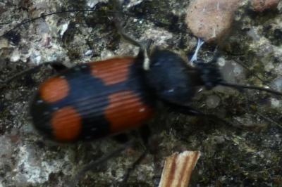 <i>Panagaeus</i>