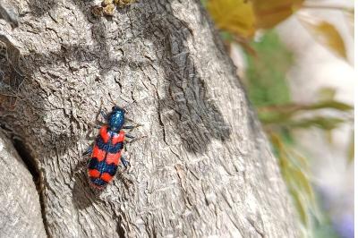 <i>Trichodes alvearius</i>