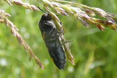 Ptosima undecimmaculata
