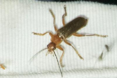 <i>Cantharis pellucida</i>