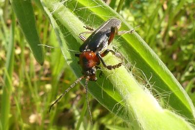 <i>Cantharis rustica</i>
