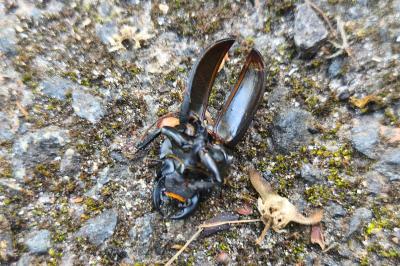 <i>Dorcus parallelipipedus</i>