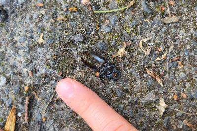 <i>Dorcus parallelipipedus</i>