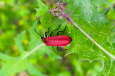 <i>Pyrochroa coccinea</i>