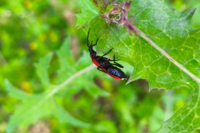 <i>Pyrochroa coccinea</i>