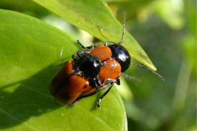 <i>Cryptocephalus bipunctatus</i>