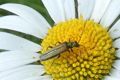 <i>Oedemera nobilis</i>