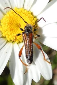 <i>Stenopterus rufus</i>