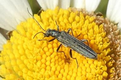 <i>Oedemera</i>