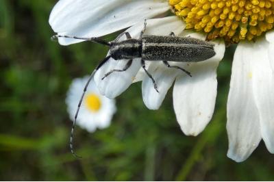 <i>Agapanthia cardui</i>