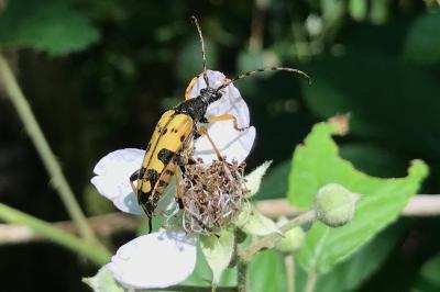 <i>Rutpela maculata</i>