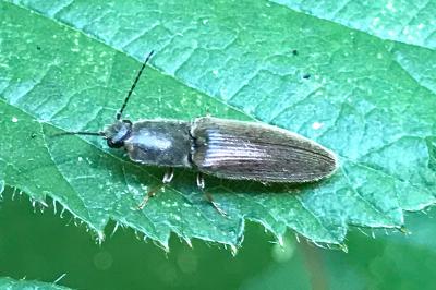 <i>Athous haemorrhoidalis</i>