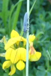 <i>Calamobius filum</i>