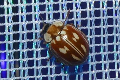 <i>Myzia oblongoguttata</i>