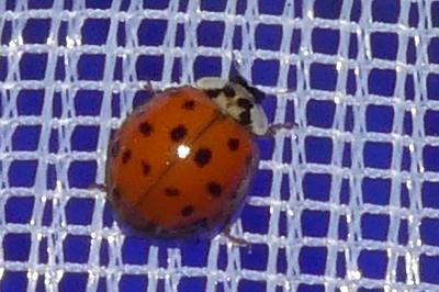 <i>Harmonia axyridis</i>