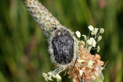 <i>Tropinota squalida</i>