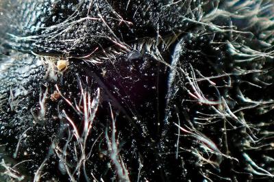 <i>Tropinota squalida</i>