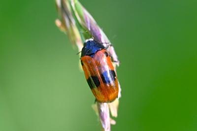 Clytra laeviuscula