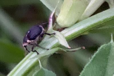 <i>Mononychus punctumalbum</i>