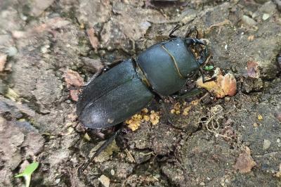 <i>Dorcus parallelipipedus</i>
