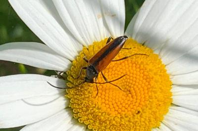 <i>Stenurella melanura</i>