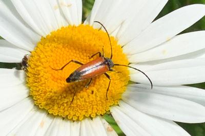 <i>Stenurella melanura</i>