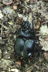 <i>Typhaeus typhoeus</i>