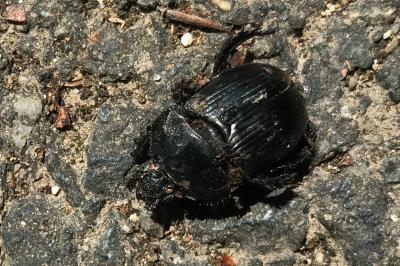 <i>Typhaeus typhoeus</i>