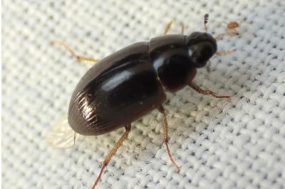 <i>Hydrobius fuscipes</i>