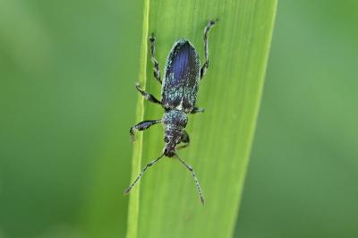 <i>Phyllobius pomaceus</i>