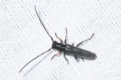 Phytoecia cylindrica