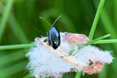 <i>Psylliodes chrysocephala</i>