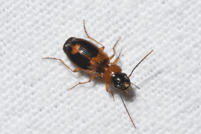 <i>Badister bullatus</i>