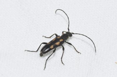 <i>Anoplodera sexguttata</i>