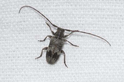 <i>Exocentrus adspersus</i>