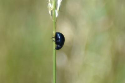 <i>Chrysolina haemoptera</i>