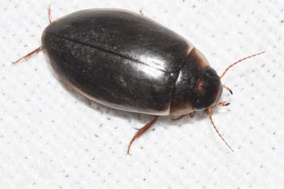 <i>Colymbetes fuscus</i>