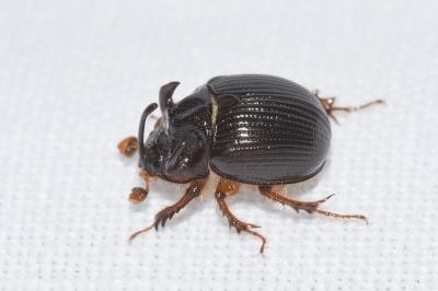 <i>Odonteus armiger</i>