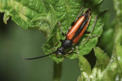 <i>Stenurella melanura</i>